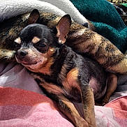 Chanel participe au concours pour gagner de l'argent avec cette photo : animal, bed, bedroom, blanket, canine, chihuahua, couch, cushion, dog, furniture, homedecor, hound, indoors, linen, person, pet, puppy, quilt, room, sleeping