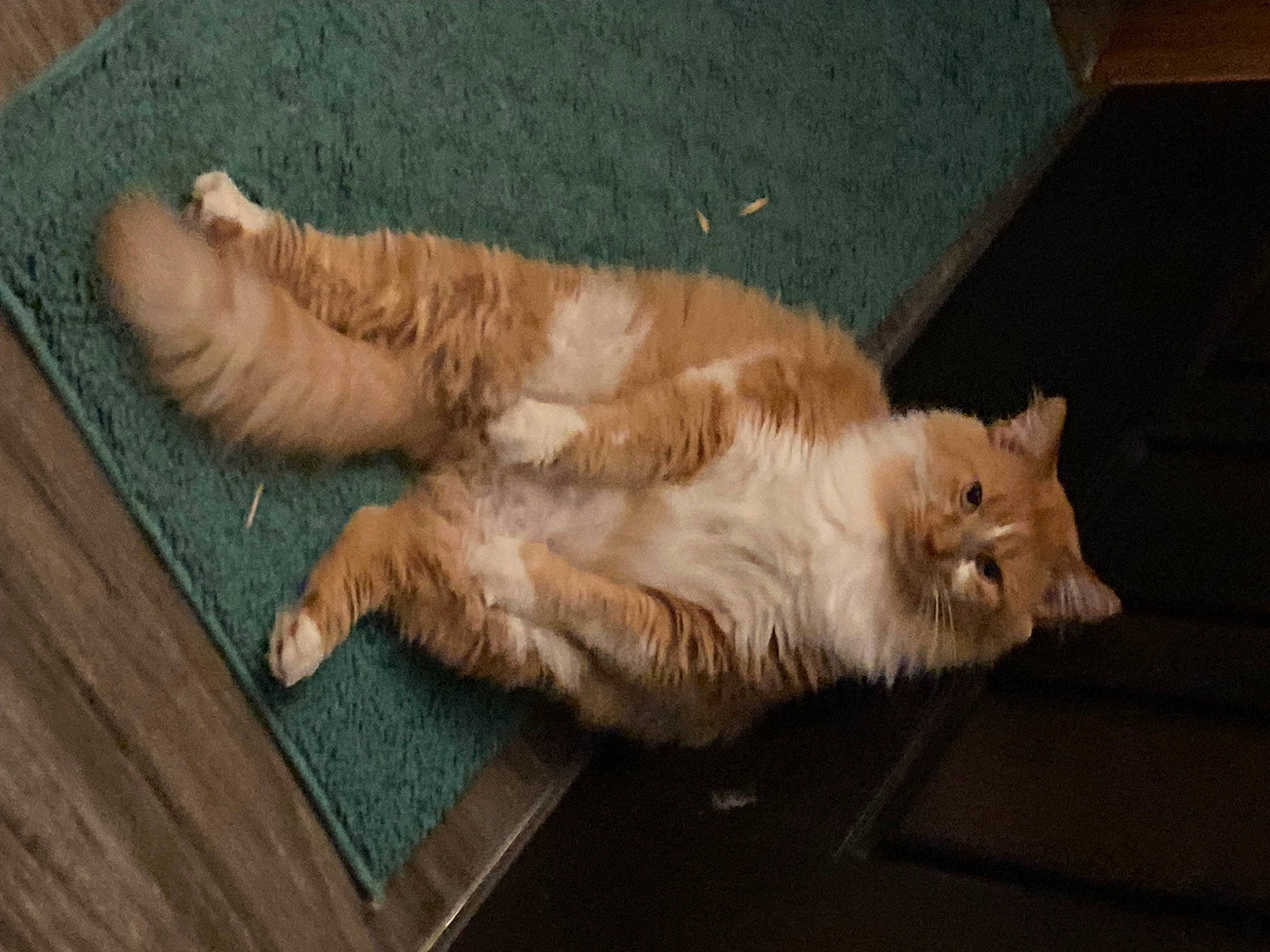 Bob joined the competition — help win amazing prizes! carnivore, cat, claw, comfort, domestic_short_haired_cat, fawn, felidae, flooring, foot, fur, hardwood, paw, small_to_medium_sized_cats, tail, terrestrial_animal, toe, whiskers, wood