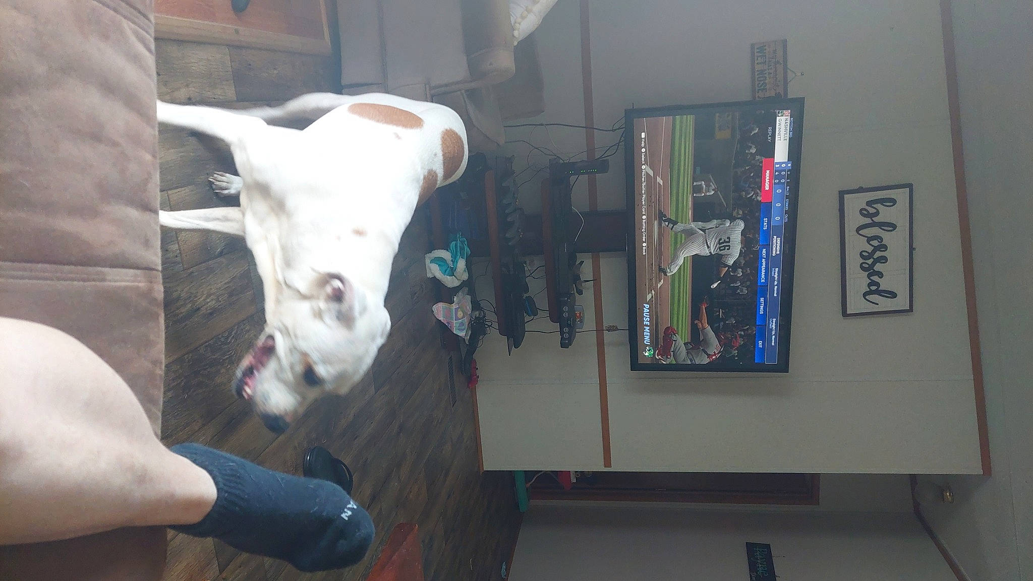 Georgia joined the competition — help win amazing prizes! art, bone, bovine, bull, canidae, dairy_cow, dog_breed, fawn, fun, fur, glass, horn, livestock, machine, non_sporting_group, room, snout, sporting_group, visual_arts, working_animal