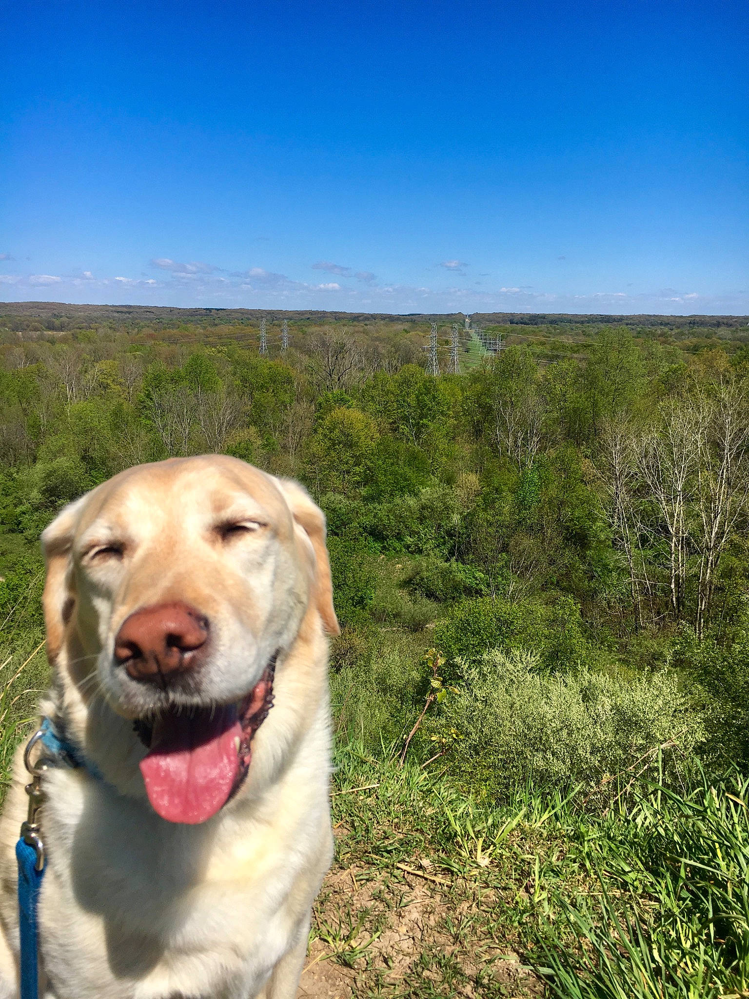 Bill is registered to the contest to win money with this photo: dog, dog_breed, golden_retriever, grass, grass_family, landscape, plant, retriever, sky, snout, sporting_group