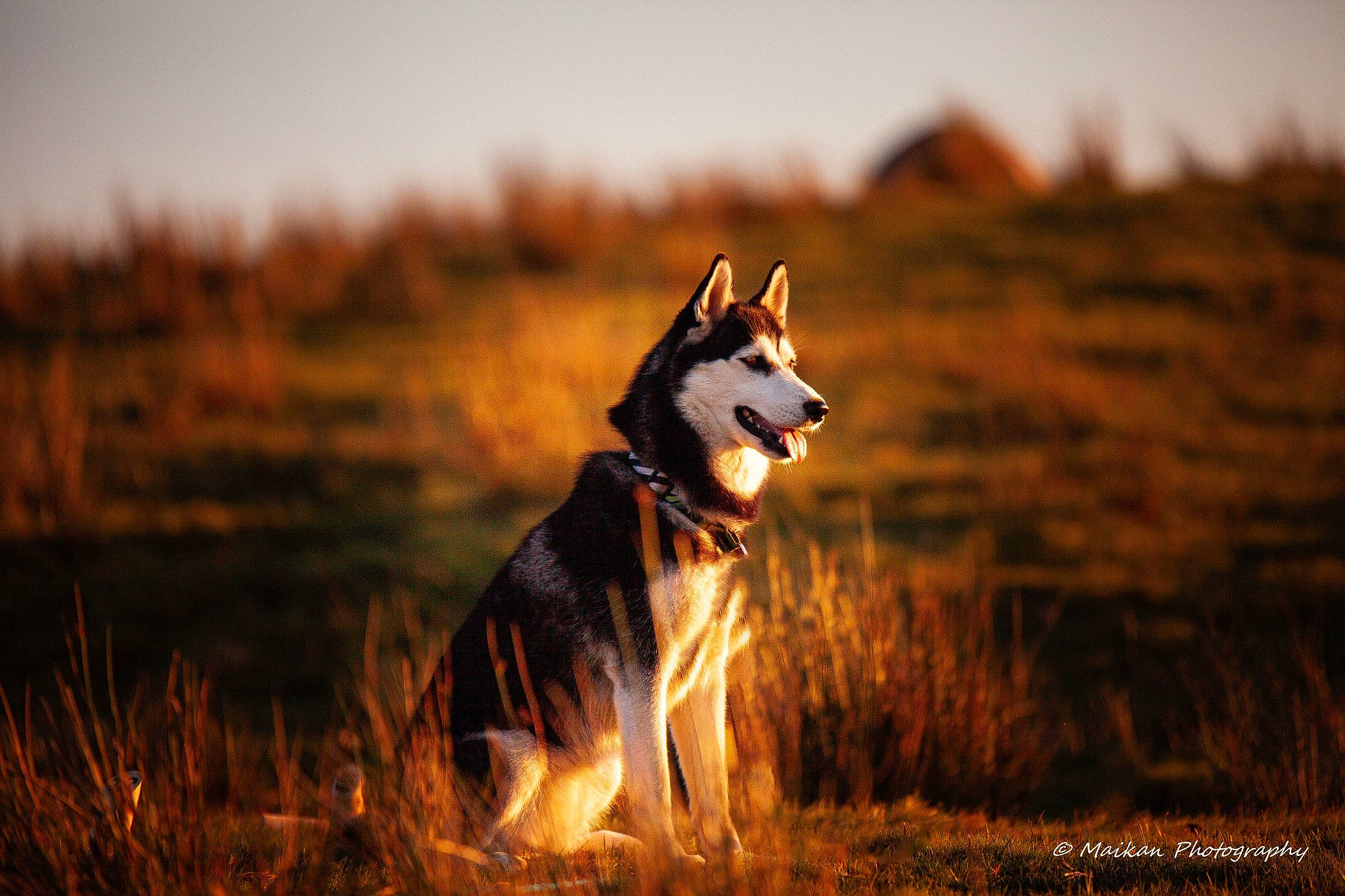 Orya a rejoint le concours — aidez-le/la à gagner de superbes lots ! canidae, carnivore, collie, companion_dog, dog, dog_breed, fawn, field, flash_photography, grass, grassland, happy, landscape, natural_landscape, people_in_nature, sky, sled_dog, sporting_group, tail, wood