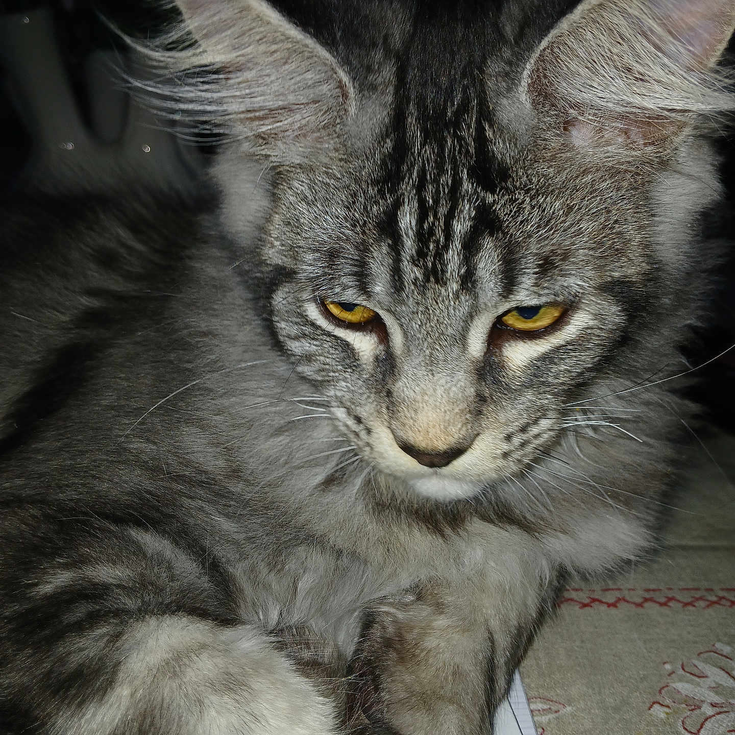 Ayden participe au concours pour gagner de l'argent avec cette photo : animal, cat, close_up, cute, domestic_cat, ears, face, feline, fluffy, fur, gray_fur, indoor, looking_down, lying_down, pet, resting, sleepy, tabby, whiskers, yellow_eyes