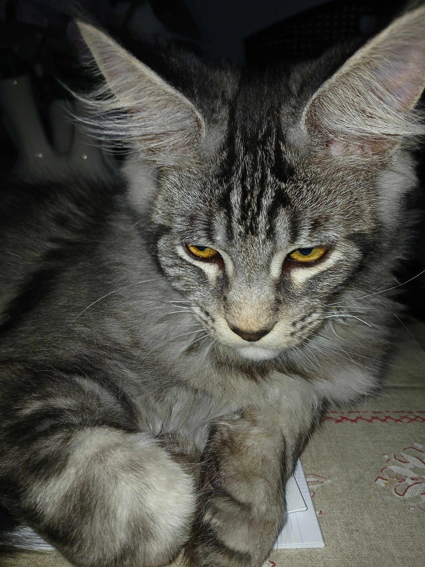 Ayden participe au concours pour gagner de l'argent avec cette photo : cat, tabby, gray_fur, yellow_eyes, close_up, fluffy, pet, animal, resting, indoor, whiskers, ears, face, fur, sleepy, domestic_cat, cute, feline, looking_down, lying_down