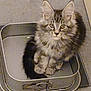 Ayden a rejoint le concours — aidez-le/la à gagner de superbes lots ! cat, kitten, fluffy, tabby, metal_pan, curious, pet, indoor, cozy, cute, fur, animal, small, looking_up, container, resting, domestic, feline, young, ears