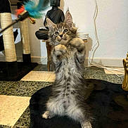 Ayden a rejoint le concours — aidez-le/la à gagner de superbes lots ! kitten, cat, playing, feather_toy, scratching_post, black_rug, indoor, furniture, buddha_statue, curious, fluffy, fur, paws, pet, animal, floor, toy, ears, whiskers, alert