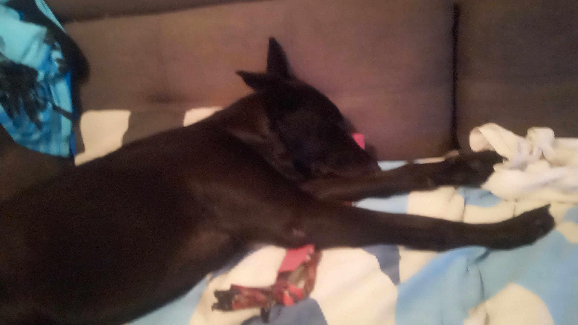 Sandi participe au concours pour gagner de l'argent avec cette photo : animal, black_dog, blanket, canine, couch, cozy, dog, domestic_animal, ears, fur, furniture, home, indoor, lying_down, nap, paw, pet, relaxing, resting, sleeping