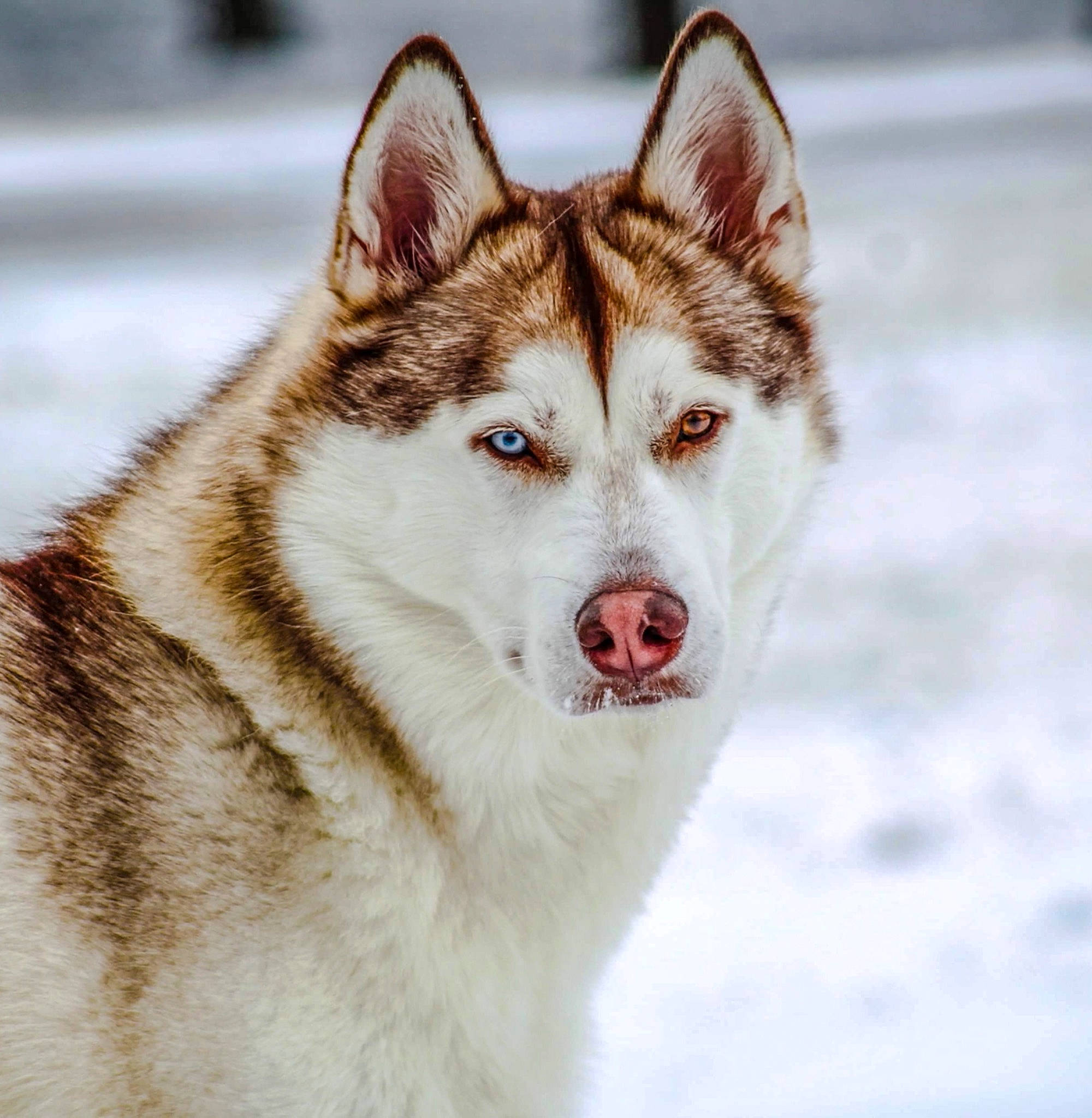 Mika joined the competition — help win amazing prizes! art, carnivore, collar, dog, dog_breed, eye, fur, jaw, plant, siberian_husky, sled_dog, snout, snow, terrestrial_animal, tree, whiskers, wildlife, winter, wolf, working_dog