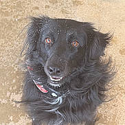 Nova is registered to the contest to win money with this photo: dog, black_dog, fluffy, brown_eyes, smiling, collar, pet, animal, sitting, looking_up, fur, outdoor, concrete_floor, happy, playful, cute, friendly, canine, portrait, close_up