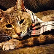 Grayson is registered to the contest to win money with this photo: cat, animal, pet, feline, scarf, brown_fur, closeup, whiskers, relaxed, resting, soft_texture, indoor, cozy, cute, sleepy, paw, ears, face, portrait, warm_lighting