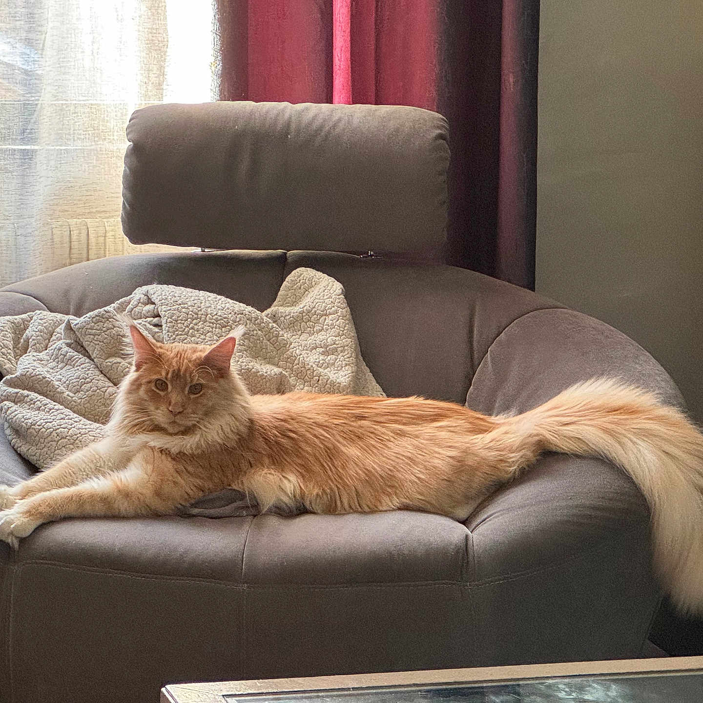 Winston a rejoint le concours — aidez-le/la à gagner de superbes lots ! animal, armchair, canine, cat, chair, chaise, couch, dog, furniture, pet