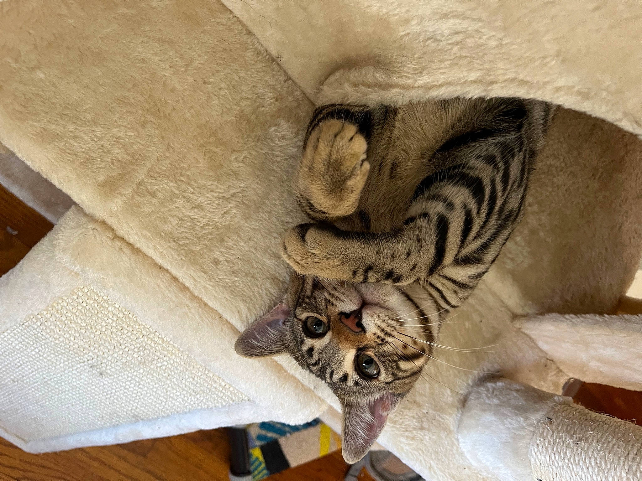 Cyrus is registered to the contest to win money with this photo: art, bedding, comfort, door, fashion_accessory, fur, grey, hardwood, linens, metal, natural_material, pattern, plant, relief, sleeve, visual_arts, volute, wood