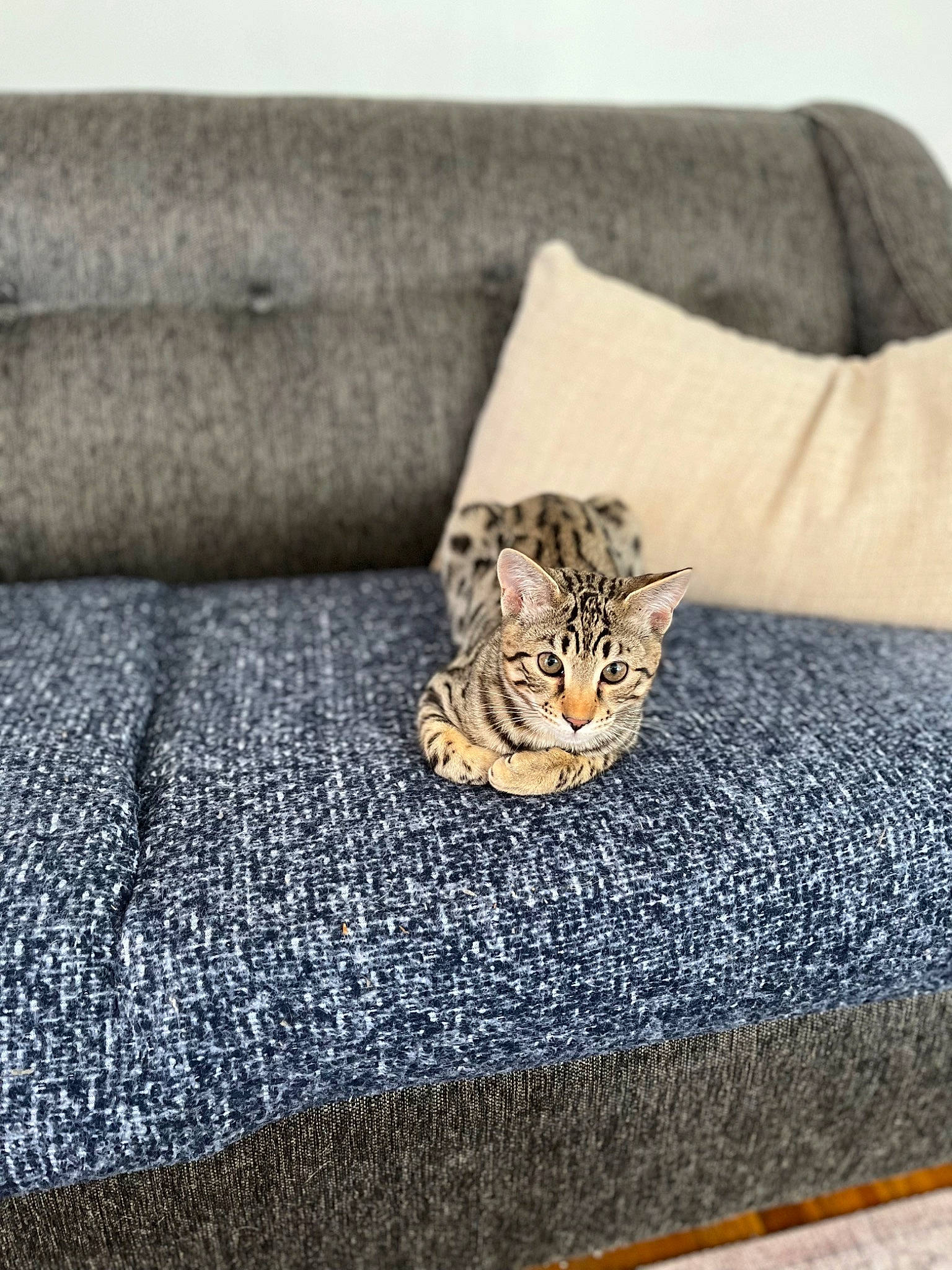 Cyrus joined the competition — help win amazing prizes! art, bedding, carnivore, cat, comfort, couch, domestic_short_haired_cat, fawn, felidae, fur, grey, linens, pattern, rectangle, sleeve, small_to_medium_sized_cats, terrestrial_animal, textile, whiskers, wood