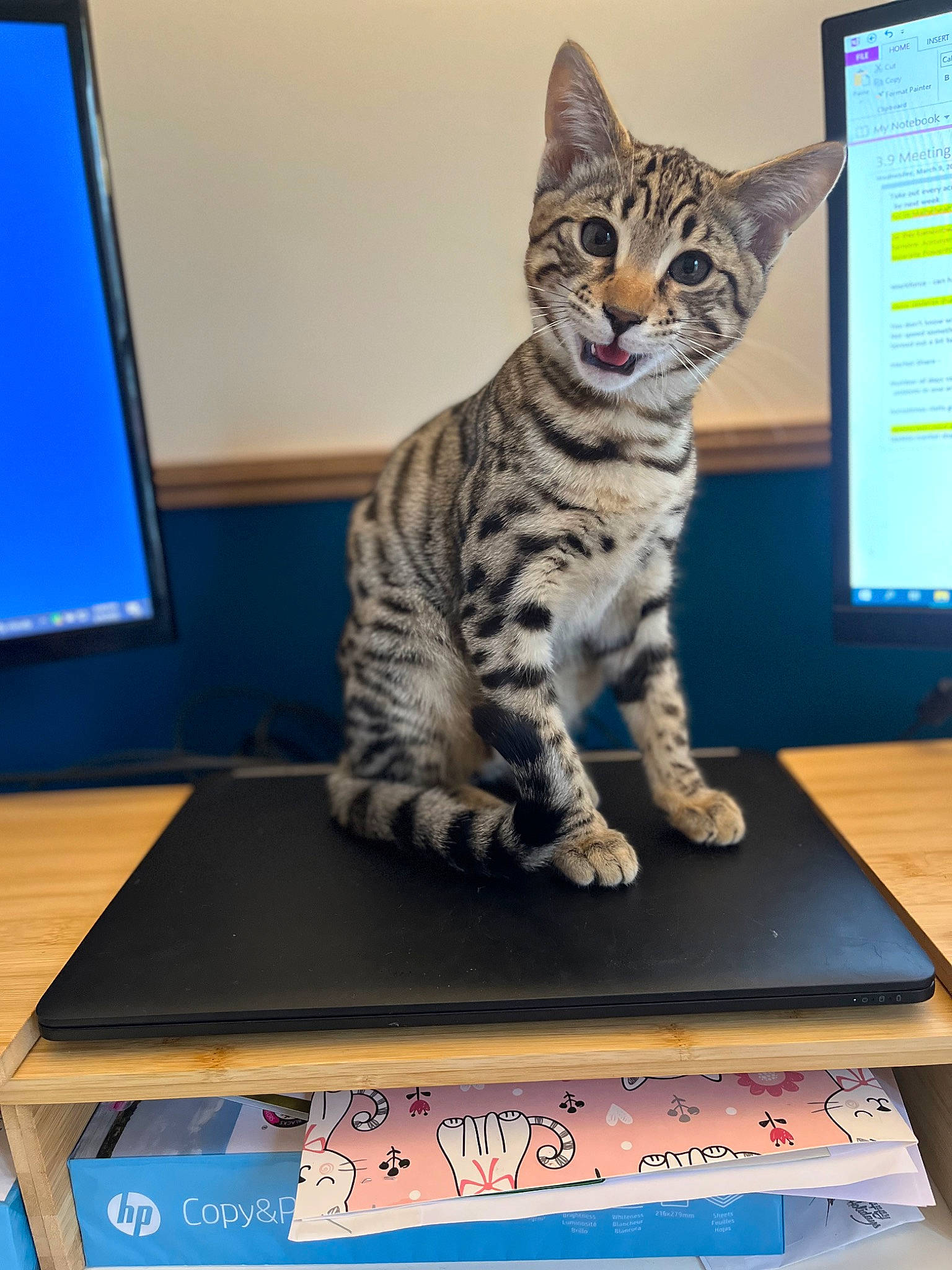 Cyrus is registered to the contest to win money with this photo: box, carnivore, cat, computer, computer_keyboard, computer_monitor, desk, display_device, domestic_short_haired_cat, felidae, fur, output_device, paw, peripheral, personal_computer, rectangle, small_to_medium_sized_cats, table, tail, whiskers