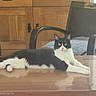 cat, black_and_white, table, chair, wooden_cabinet, indoor, reflection, furniture, pet, relaxed, animal, domestic, looking, ears, eyes, pink_nose, paws, fur, sitting, resting