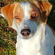 Pégase a rejoint le concours — aidez-le/la à gagner de superbes lots ! dog, animal, pet, outdoor, grass, sunlight, brown, white, ears, face, fur, nature, canine, portrait, closeup, looking, daylight, friendly, mammal, cute