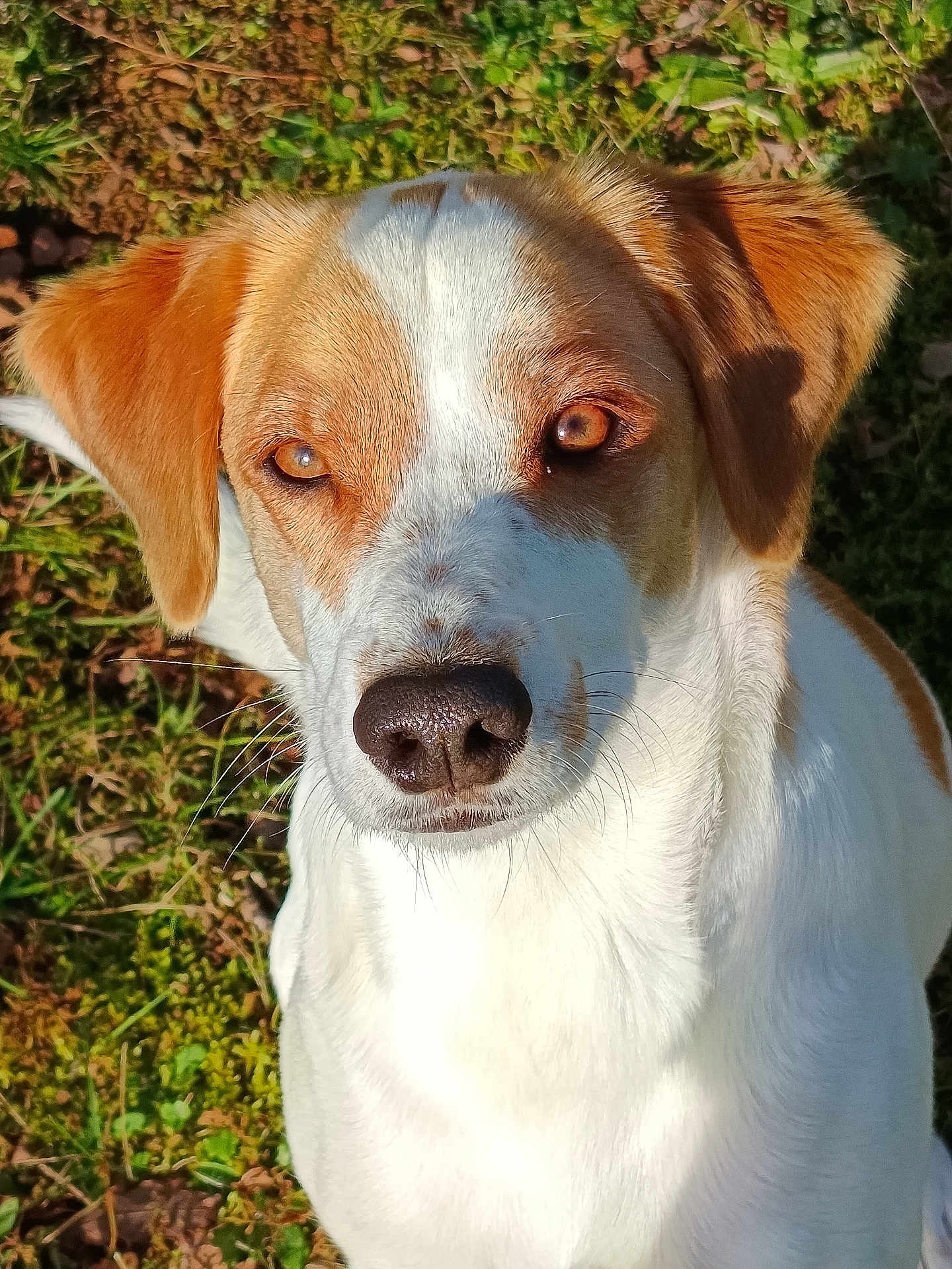Pégase a rejoint le concours — aidez-le/la à gagner de superbes lots ! dog, animal, pet, outdoor, grass, sunlight, brown, white, ears, face, fur, nature, canine, portrait, closeup, looking, daylight, friendly, mammal, cute