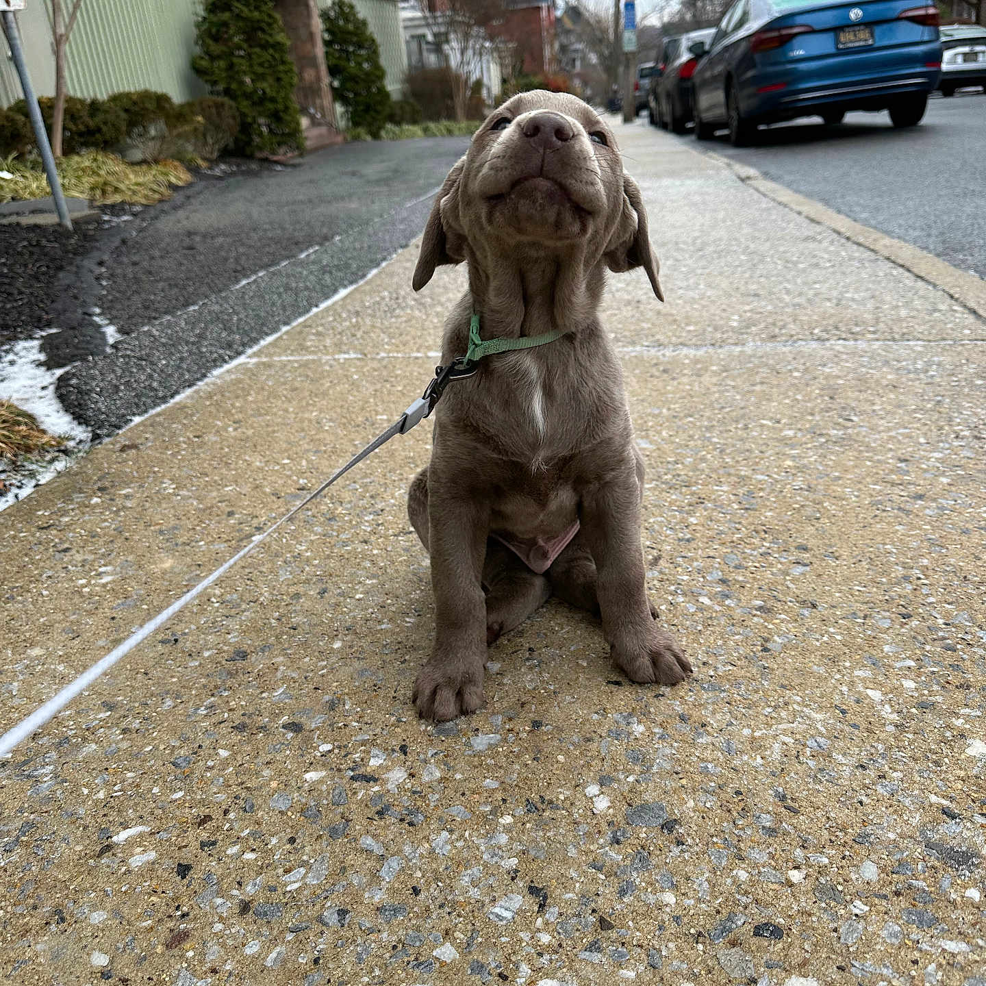 Alfred is registered to the contest to win money with this photo: accessories, alloywheel, animal, canine, car, carwheel, city, dog, machine, path, pet, road, spoke, strap, street, tire, transportation, urban, vehicle, wheel