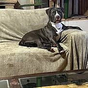 Ares participe au concours pour gagner de l'argent avec cette photo : dog, black_and_white, lounge, couch, furniture, indoor, pet, relaxed, canine, domestic, animal, living_room, resting, comfortable, fur, paw, head, ears, nose, eyes