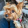 Roni is registered to the contest to win money with this photo: dog, small_dog, pet, closeup, fur, brown_fur, red_harness, indoors, lap, animal, cute, attentive, canine, household, domestic_animal, portrait, furry, eyes, nose, companion