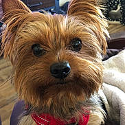 Roni joined the competition — help win amazing prizes! dog, small_dog, pet, close_up, fur, brown_fur, red_harness, voyager, indoor, cute, animal, face, ears, eyes, nose, whiskers, furniture, blanket, wood_floor, cozy