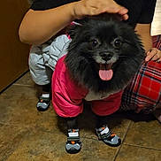 Scion joined the competition — help win amazing prizes! animal, black_dog, casual_wear, clothing, companion, cute, dog, floor, hand, happy, indoor, person, pet, pet_care, pink_jacket, plaid_pants, shoes, small_dog, tile_floor, tongue_out