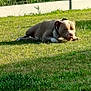 Upendi a rejoint le concours — aidez-le/la à gagner de superbes lots ! animal, brown_dog, canine, chewing, collar, daylight, dog, fence, garden, grass, greenery, muzzle, nature, outdoor, paw, pet, relaxation, resting, summer, sunlight