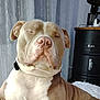 Upendi participe au concours pour gagner de l'argent avec cette photo : animal, cabinet, canine, closed_eyes, comfortable, curtains, dog, domestic_animal, fur, furniture, home, indoor, light, mammal, pet, pitbull, portrait, relaxed, resting, wrinkles