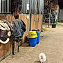 Amaya participe au concours pour gagner de l'argent avec cette photo : dog, horse, stable, barn, animal, pet, stall, hay, saddle, barrel, wood, metal, floor, curious, small_dog, fluffy, indoor, barn_interior, farm, animal_interaction