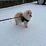 dog, snow, leash, harness, paw_prints, fluffy, small_dog, outdoor, winter, cold, urban, car, side_view, walking, pet, fence, white, sky, background, animal