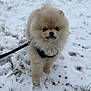 Amaya a rejoint le concours — aidez-le/la à gagner de superbes lots ! dog, puppy, pomeranian, fluffy, snow, leash, outdoor, winter, cute, small, pet, animal, fur, walking, cold, nature, adorable, muzzle, young, canine