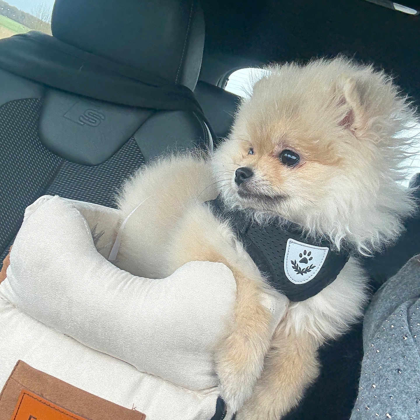 Amaya a rejoint le concours — aidez-le/la à gagner de superbes lots ! animal, black_harness, car_interior, car_seat, comfort, cute, dog, fluffy, fur, harness, indoor, looking, pet_bed, pomeranian, puppy, seat, small_dog, transport, travel, window