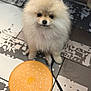 dog, puppy, pomeranian, fluffy, cute, pet, toy, floor, indoor, leash, animal, white, cream, small_dog, playful, sitting, closeup, domestic_animal, companion, cute_pet