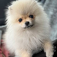 Amaya a rejoint le concours — aidez-le/la à gagner de superbes lots ! dog, puppy, pomeranian, fluffy, cute, pet, animal, fur, indoors, blanket, cozy, small, adorable, face, eyes, nose, furry, mammal, companion, domestic