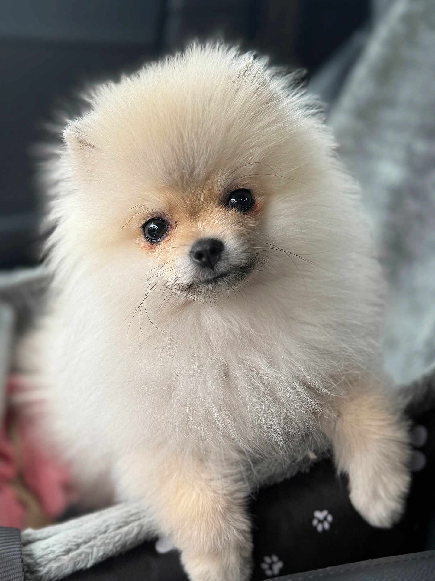 Amaya a rejoint le concours — aidez-le/la à gagner de superbes lots ! dog, puppy, pomeranian, fluffy, cute, pet, animal, fur, indoors, blanket, cozy, small, adorable, face, eyes, nose, furry, mammal, companion, domestic