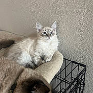 Turbo joined the competition — help win amazing prizes! cat, kitten, two_cats, indoor, wall_texture, pet_bed, feline, cozy, whiskers, blue_eyes, portrait, cream_fur, seal_point, crate, metal_cage, paws, ears, relaxed, sleeping, domestic_pet