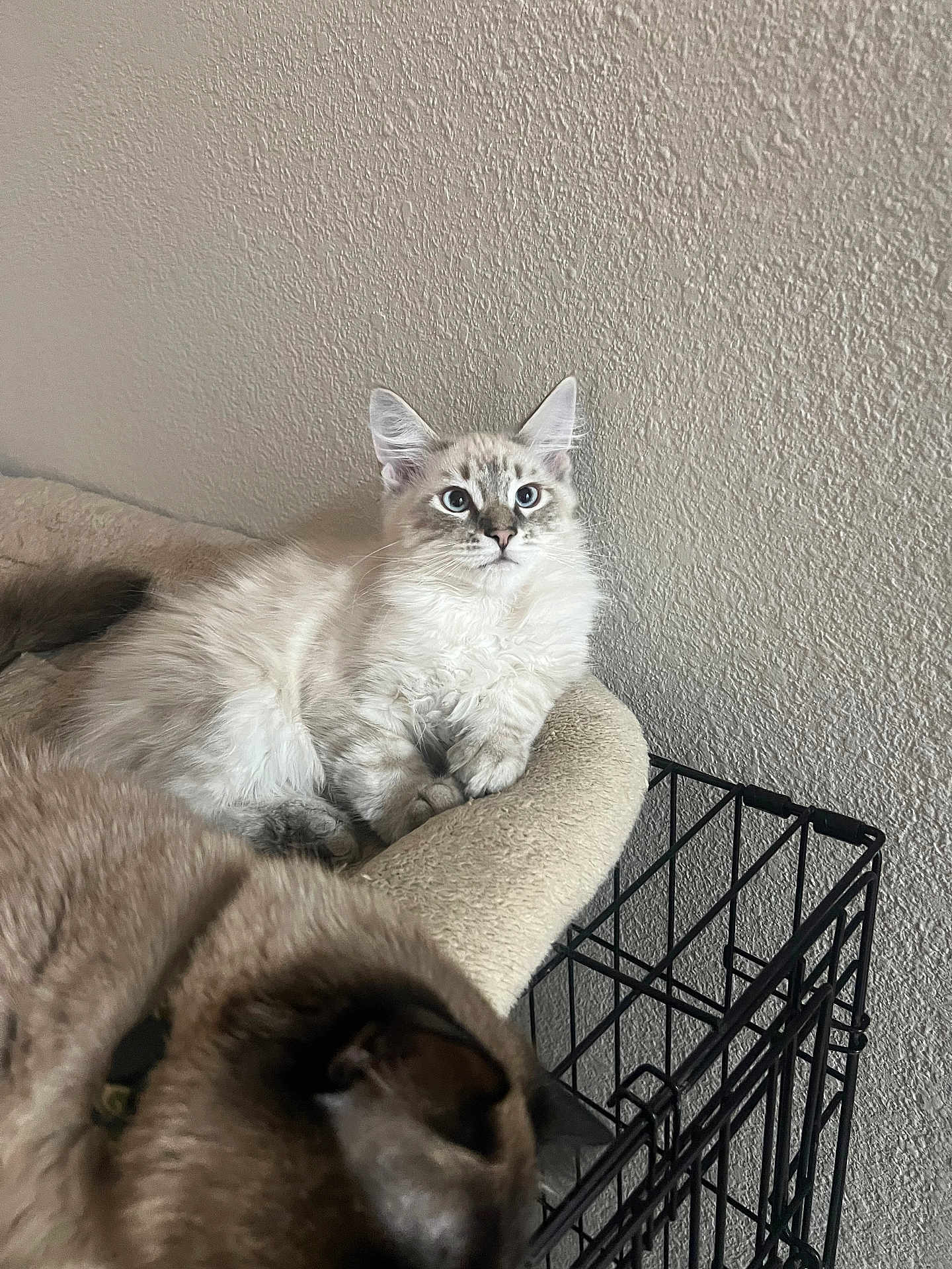 Turbo joined the competition — help win amazing prizes! cat, kitten, two_cats, indoor, wall_texture, pet_bed, feline, cozy, whiskers, blue_eyes, portrait, cream_fur, seal_point, crate, metal_cage, paws, ears, relaxed, sleeping, domestic_pet