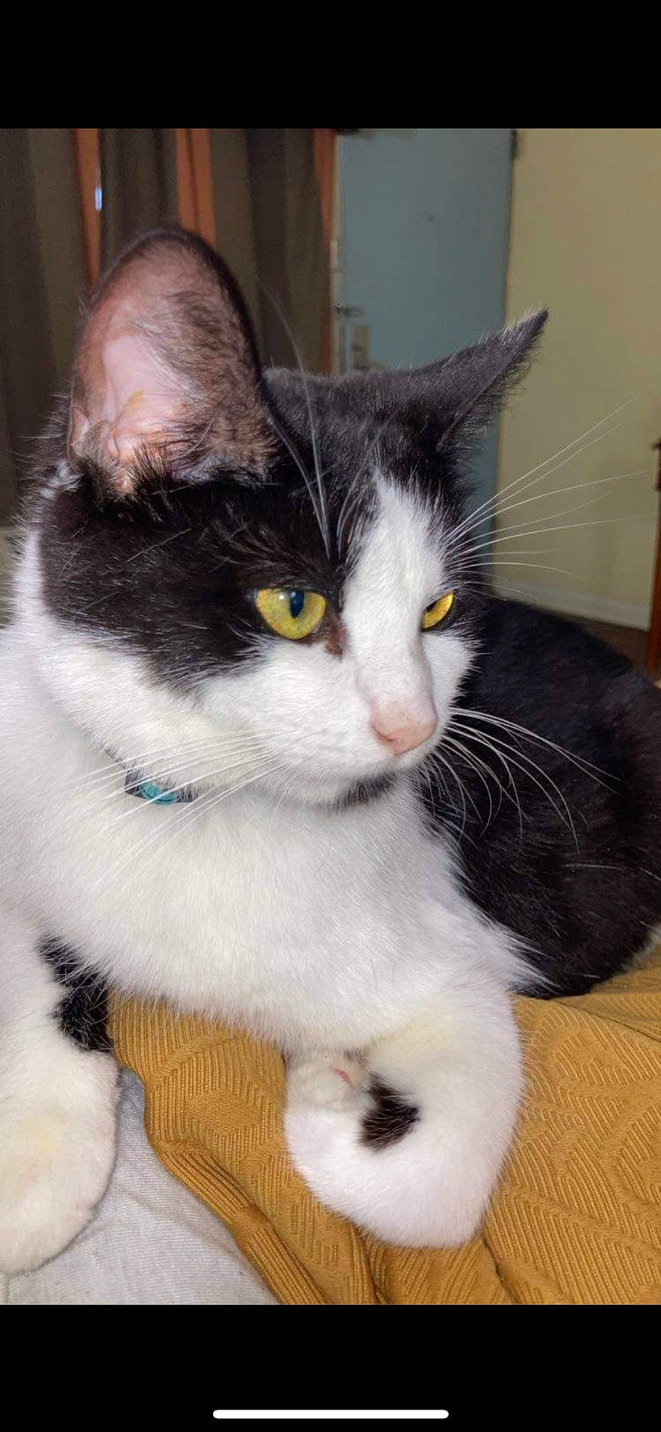 Indica joined the competition — help win amazing prizes! carnivore, cat, claw, comfort, domestic_short_haired_cat, eye, felidae, flooring, foot, fur, grey, hair, hardwood, head, paw, small_to_medium_sized_cats, snout, tail, terrestrial_animal, whiskers