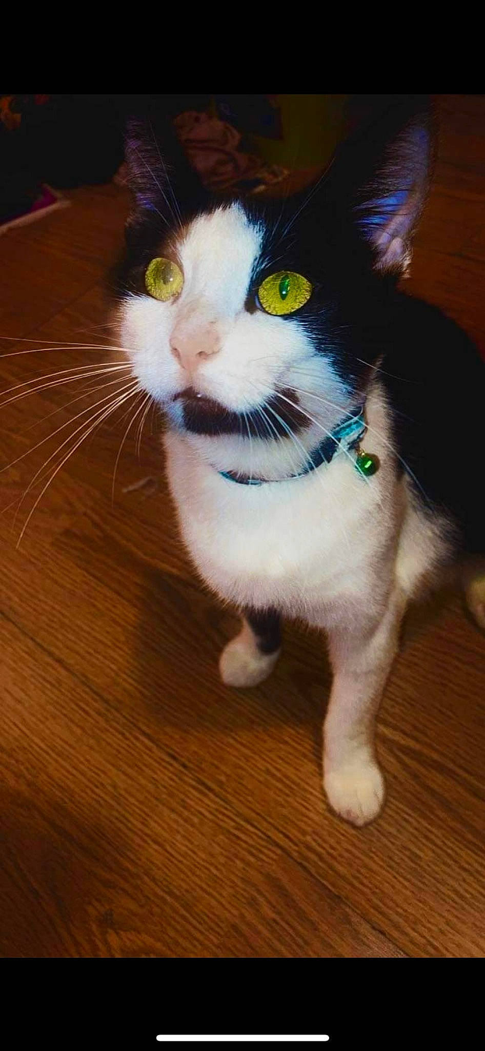 Indica joined the competition — help win amazing prizes! carnivore, cat, domestic_short_haired_cat, electric_blue, felidae, flooring, fur, hardwood, laminate_flooring, paw, small_to_medium_sized_cats, snout, tail, varnish, whiskers, wood, wood_flooring, wood_stain