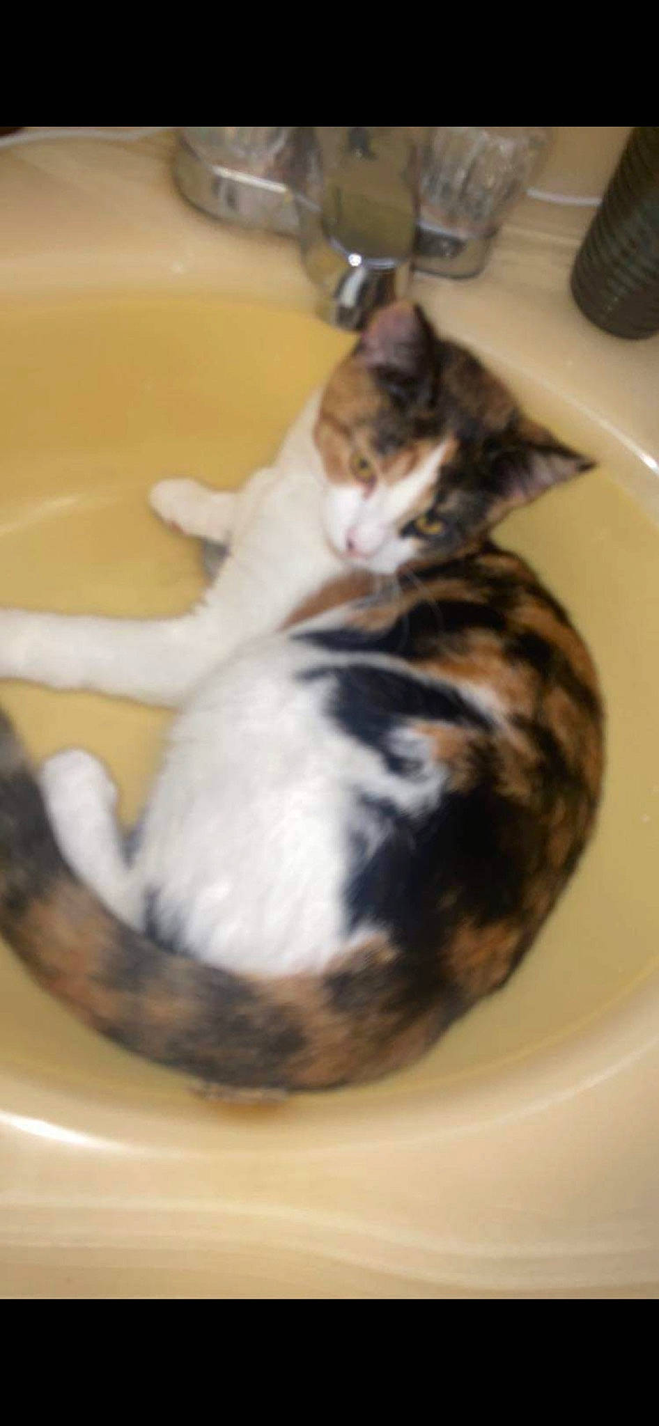 Ember is registered to the contest to win money with this photo: carnivore, cat, cat_supply, comfort, domestic_short_haired_cat, felidae, flooring, fur, paw, pet_supply, small_to_medium_sized_cats, tail, terrestrial_animal, whiskers