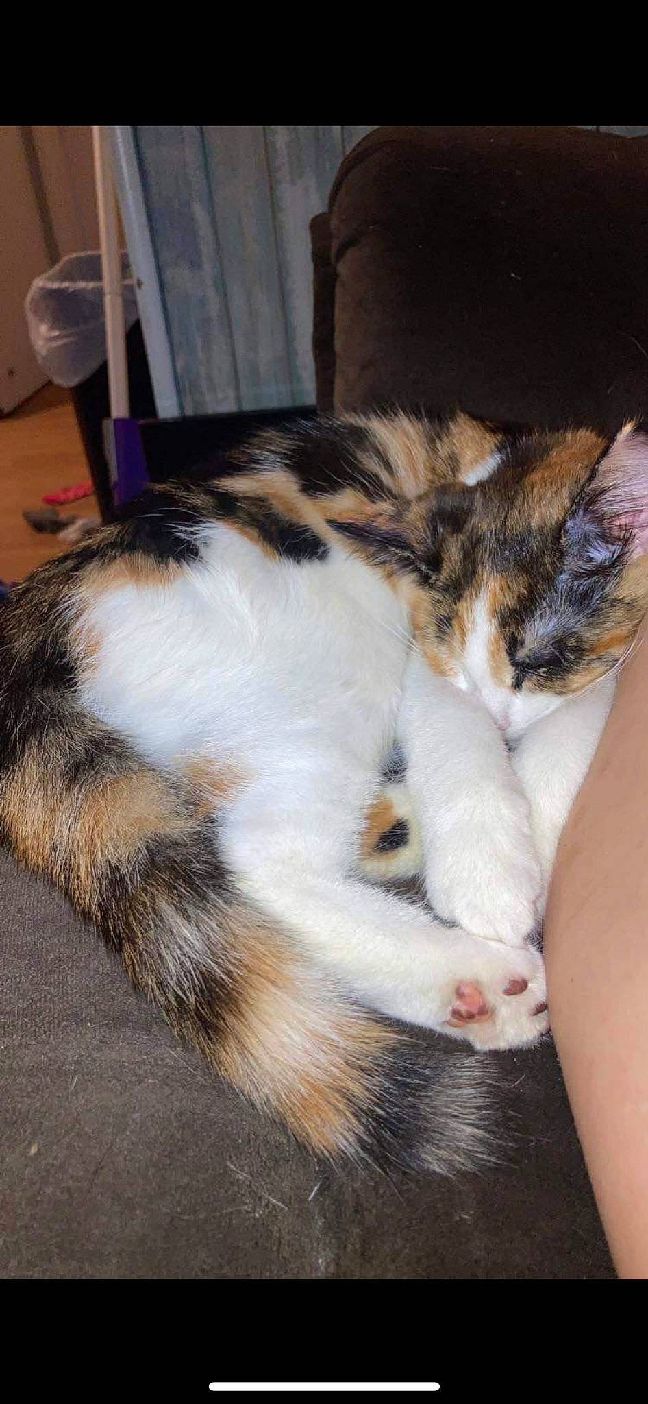 Ember is registered to the contest to win money with this photo: carnivore, cat, claw, comfort, domestic_short_haired_cat, felidae, fur, nap, paw, small_to_medium_sized_cats, tail, terrestrial_animal, whiskers