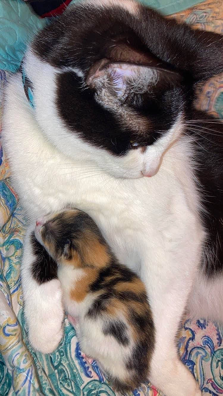 Ember is registered to the contest to win money with this photo: canidae, carnivore, cat, comfort, companion_dog, dog_breed, domestic_short_haired_cat, fawn, felidae, fur, leg, mammal, paw, plant, small_to_medium_sized_cats, snout, tail, tree, vertebrate, whiskers