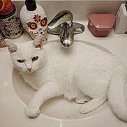 Angel joined the competition — help win amazing prizes! cat, white_cat, sink, bathroom, faucet, soap_dispenser, relaxed, indoor, pet, fur, animal, cute, whiskers, paw, toiletries, countertop, reflection, household, domestic, resting