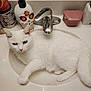 cat, white_cat, sink, bathroom, faucet, soap_dispenser, relaxed, indoor, pet, fur, animal, cute, whiskers, paw, toiletries, countertop, reflection, household, domestic, resting