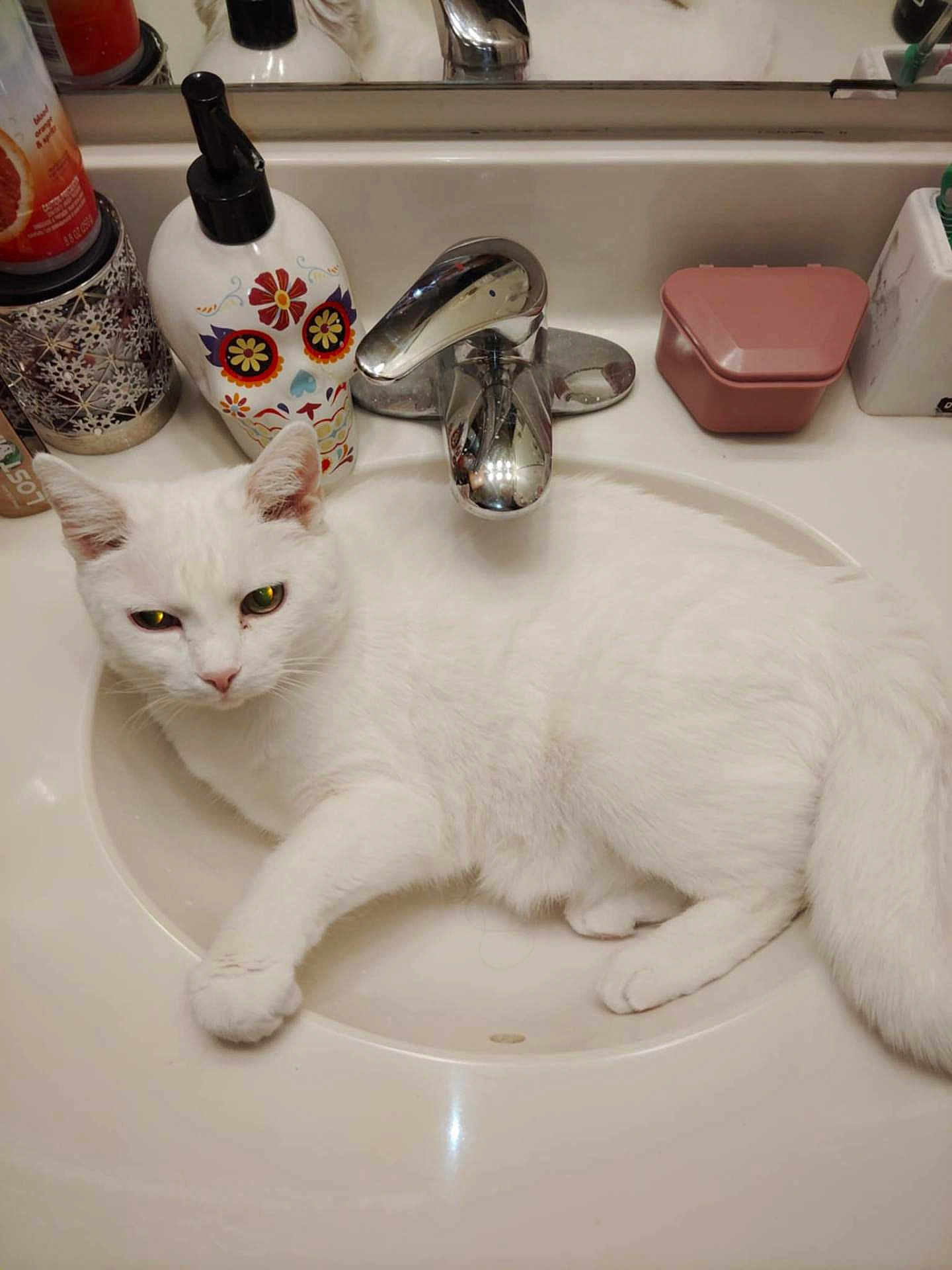 Angel joined the competition — help win amazing prizes! cat, white_cat, sink, bathroom, faucet, soap_dispenser, relaxed, indoor, pet, fur, animal, cute, whiskers, paw, toiletries, countertop, reflection, household, domestic, resting