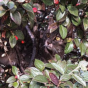 Umi a rejoint le concours — aidez-le/la à gagner de superbes lots ! cat, animal, pet, leaf, greenery, berry, nature, outdoor, tree, branch, feline, wildlife, curious, eyes, whiskers, camouflage, closeup, mammal, sunlight, garden
