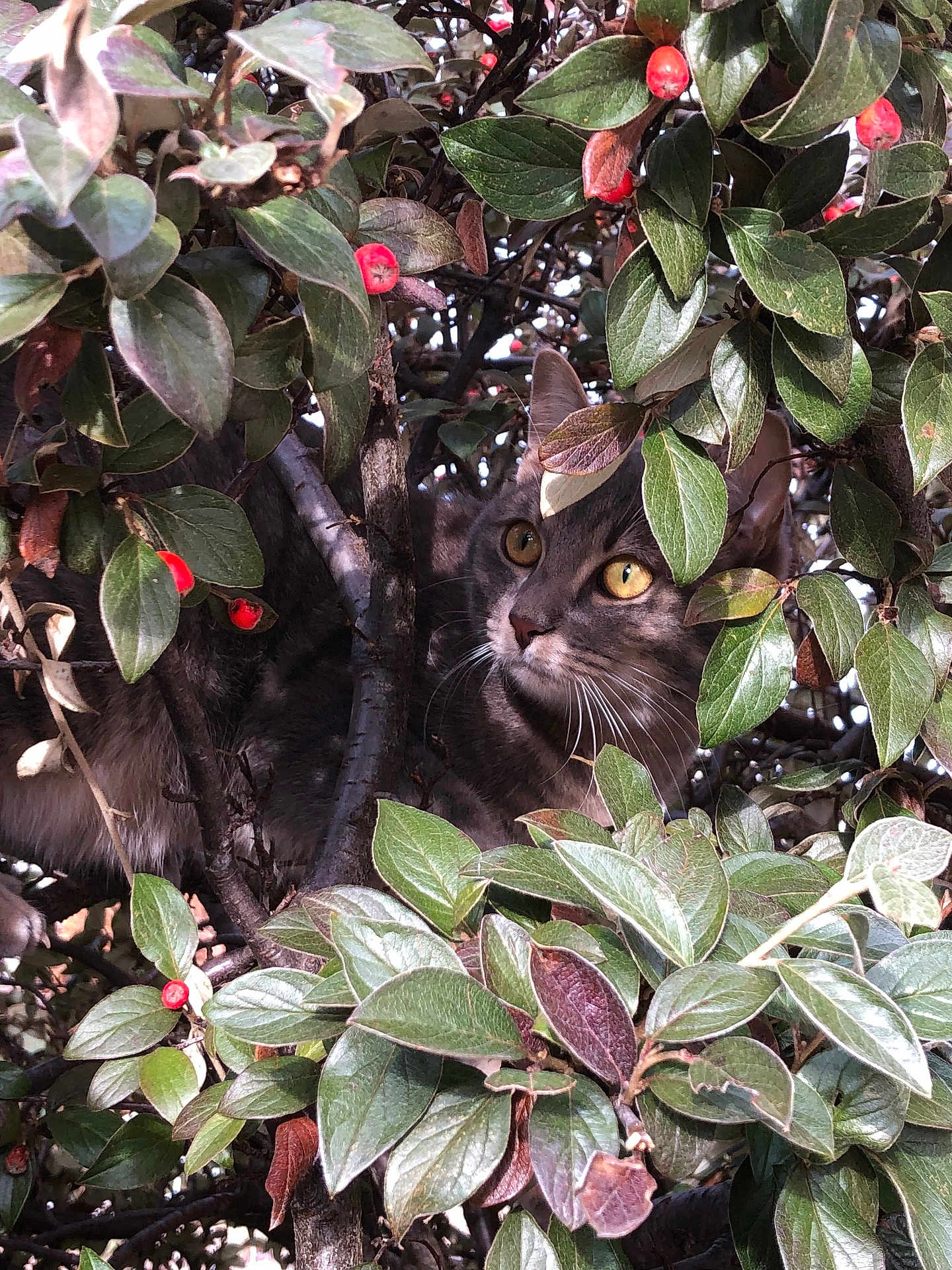 Umi a rejoint le concours — aidez-le/la à gagner de superbes lots ! cat, animal, pet, leaf, greenery, berry, nature, outdoor, tree, branch, feline, wildlife, curious, eyes, whiskers, camouflage, closeup, mammal, sunlight, garden