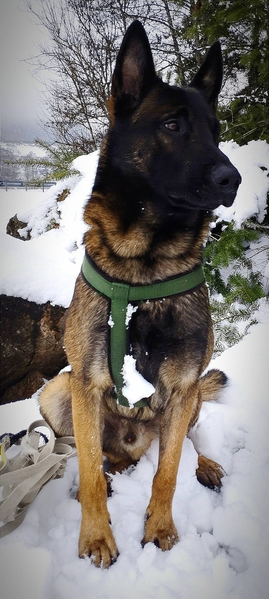 Thorin a rejoint le concours — aidez-le/la à gagner de superbes lots ! canidae, carnivore, collar, dog, dog_breed, dog_collar, dog_supply, fawn, fur, liver, mammal, pet_supply, plant, snout, snow, sporting_group, tree, vertebrate, winter, working_animal