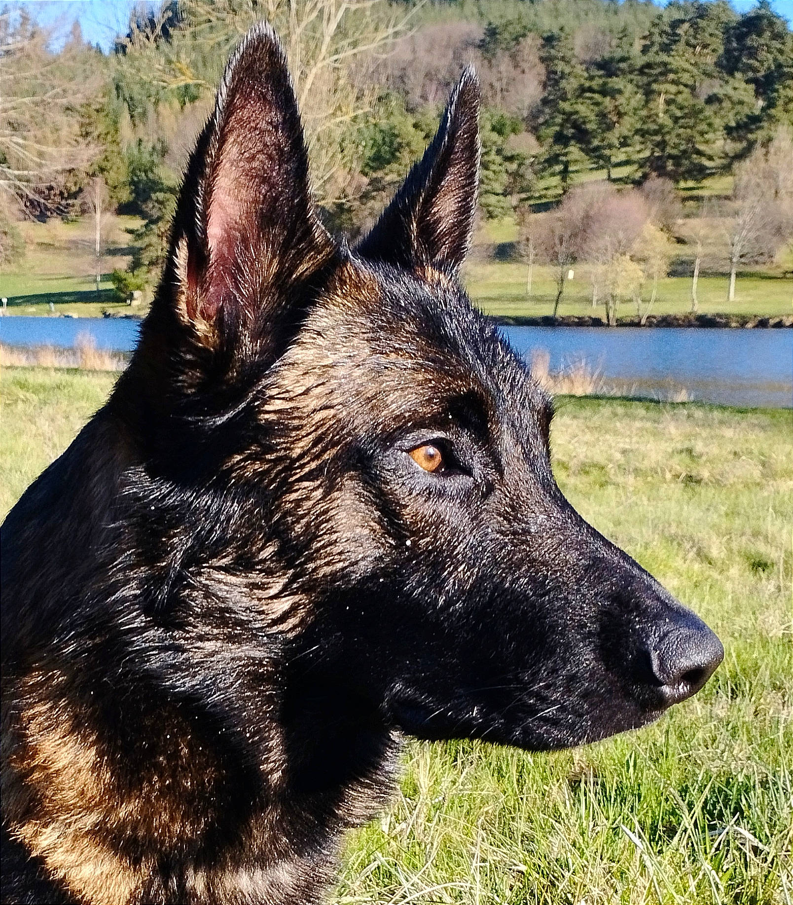 Thorin participe au concours pour gagner de l'argent avec cette photo : canidae, canis, carnivore, dog, dog_breed, grass, herding_dog, king_shepherd, lake, landscape, plant, snout, sporting_group, terrestrial_animal, tree, water, working_animal, working_dog