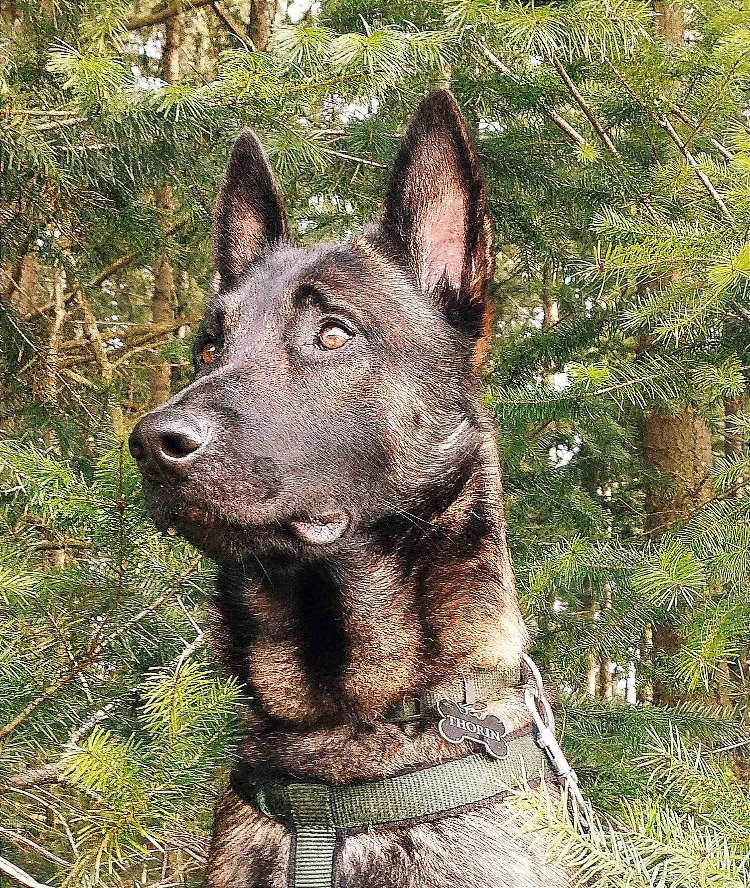 Thorin a rejoint le concours — aidez-le/la à gagner de superbes lots ! canidae, canis, carnivore, collar, dog, dog_breed, east_european_shepherd, fawn, german_shepherd_dog, herding_dog, king_shepherd, liver, plant, snout, sporting_group, terrestrial_animal, terrestrial_plant, tree, working_animal, working_dog