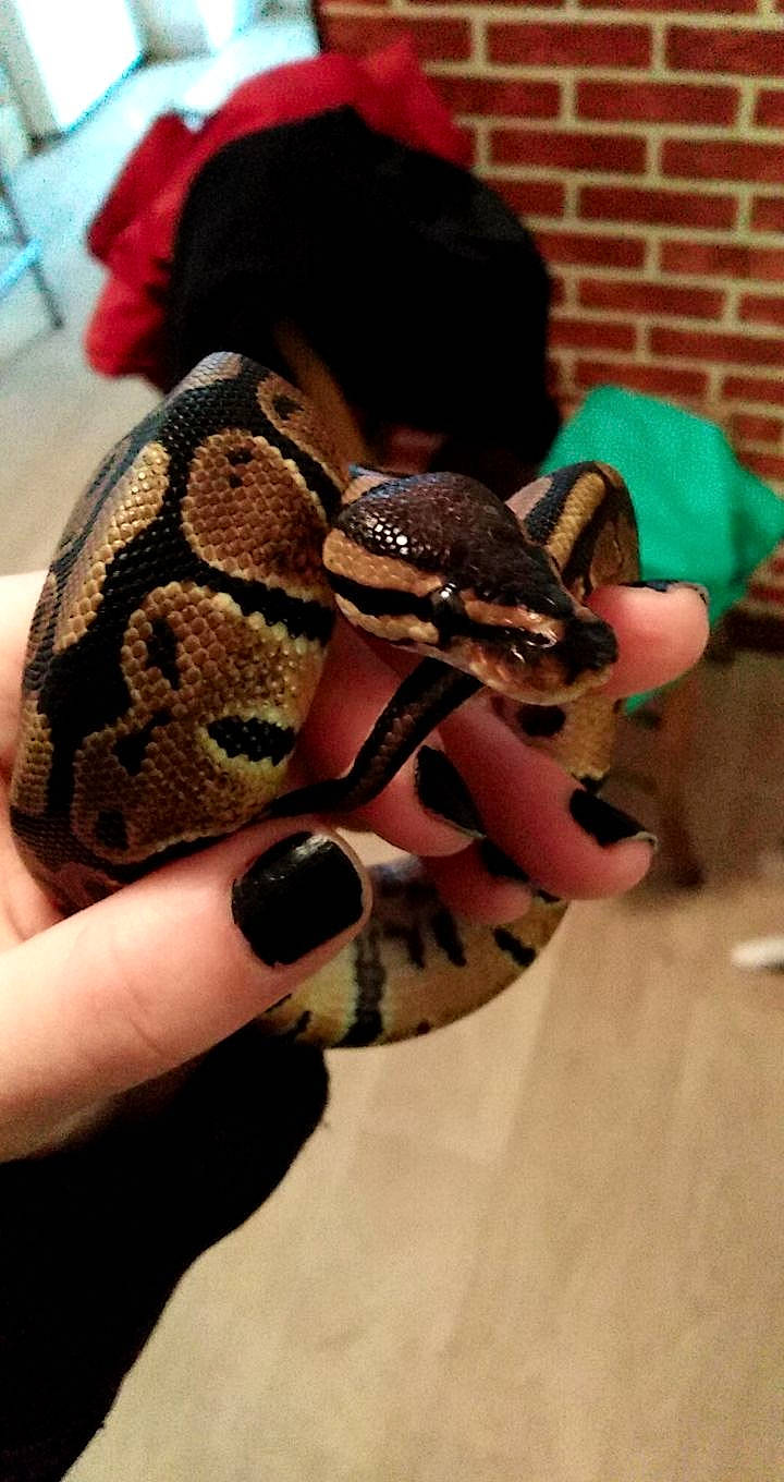 Diablo a rejoint le concours — aidez-le/la à gagner de superbes lots ! boa, boa_constrictor, burmese_python, colubridae, kingsnake, neck, python, python_family, reptile, scaled_reptile, serpent, snake